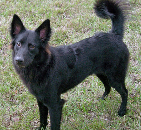 Belçika Kurdu Groenendael nasıl bir köpek?