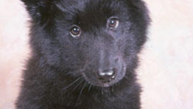 Belçika Kurdu Groenendael nasıl bir köpek?