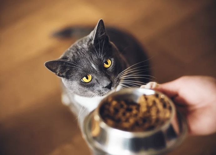 Kedi maması önerebilir misiniz? En İyi Kedi Maması Markaları Nelerdir?