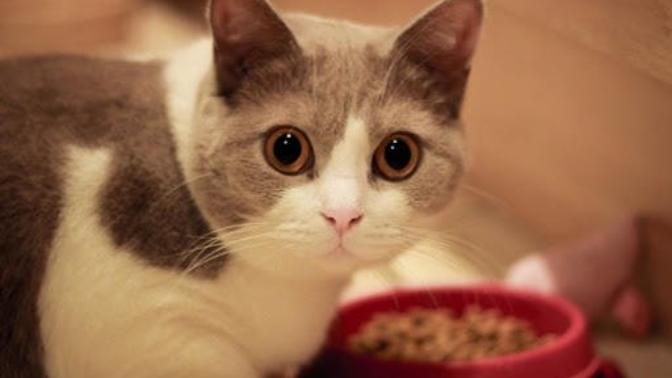 Kedi maması önerebilir misiniz? En İyi Kedi Maması Markaları Nelerdir?
