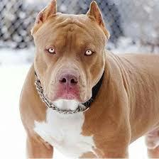 Pitbull mu Dogo Argentino mu?