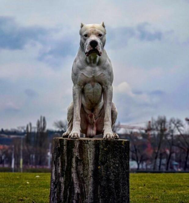 Pitbull mu Dogo Argentino mu ?