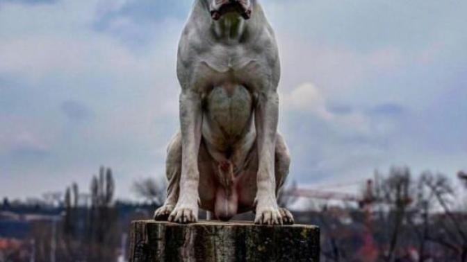 Pitbull mu Dogo Argentino mu?