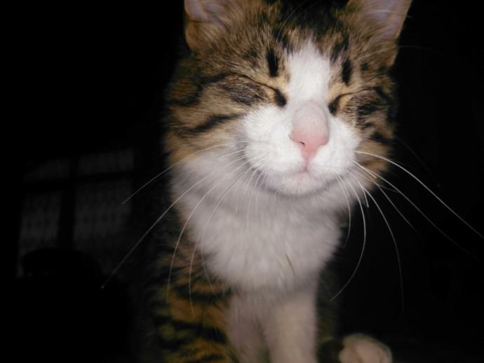 Yavru kedi alsam korkumu yener miyim?