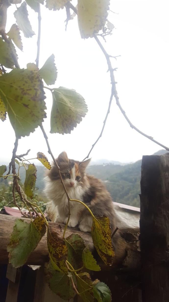 Yavru kedi alsam korkumu yener miyim?