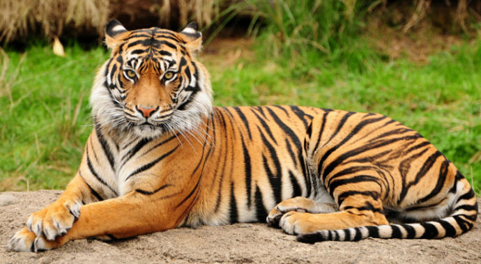 Tiger ve dogo argentino sizce hangisi daha güçlü?