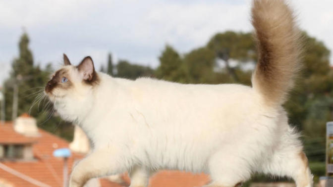 Bu kedilerin ortalama fiyatları kaç?