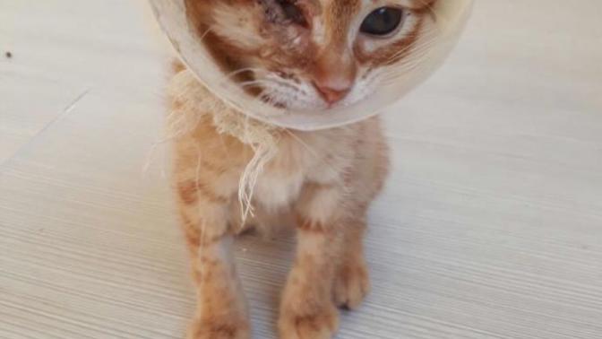 Tek gözü kör bir yavru kedi sahiplenir miydiniz?