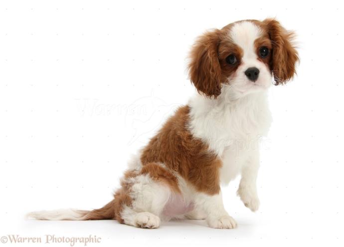 Kedi mi köpek mi?