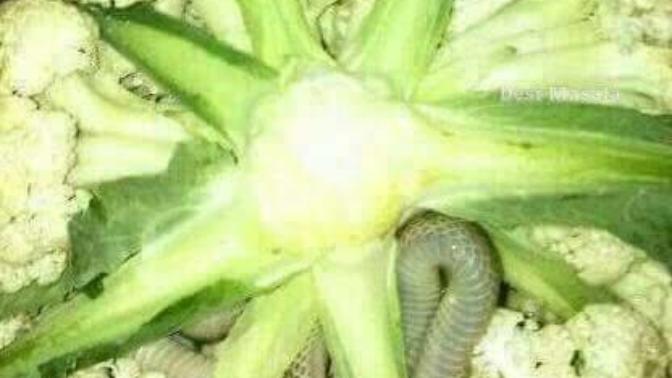 Karnıbahar mevsimi arkadaşlar dikkatli olun davetsiz misafirler çıkabilir resimli nasıl?