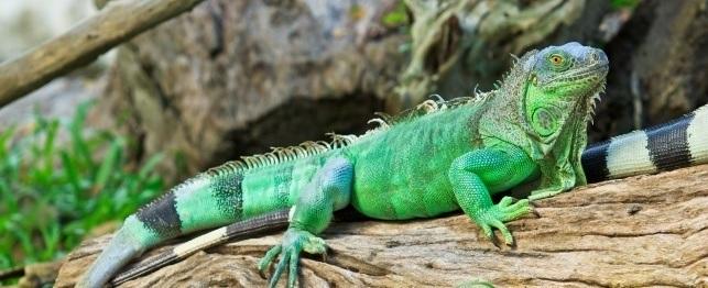 Arkadaşlar sizlere iguana bakımını anlatacağım okurmusunuz ?
