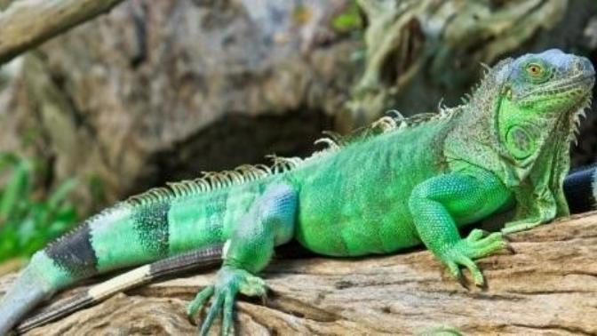 Arkadaşlar sizlere iguana bakımını anlatacağım okurmusunuz?
