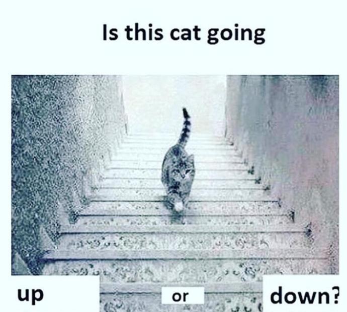 Kedi yukarı mı çıkıyor aşağı mı iniyor?