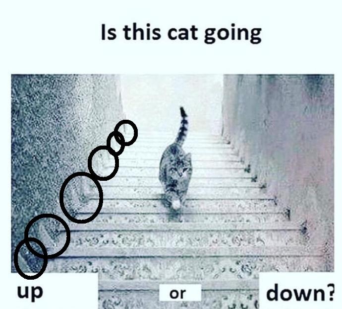 Kedi yukarı mı çıkıyor aşağı mı iniyor?