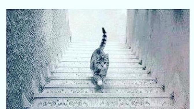 Kedi yukarı mı çıkıyor aşağı mı iniyor?