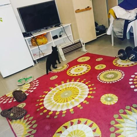 Kedi evin içine girdi mal mal bakıyor etrafa 😂??