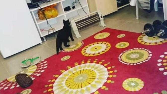 Kedi evin içine girdi mal mal bakıyor etrafa 😂?