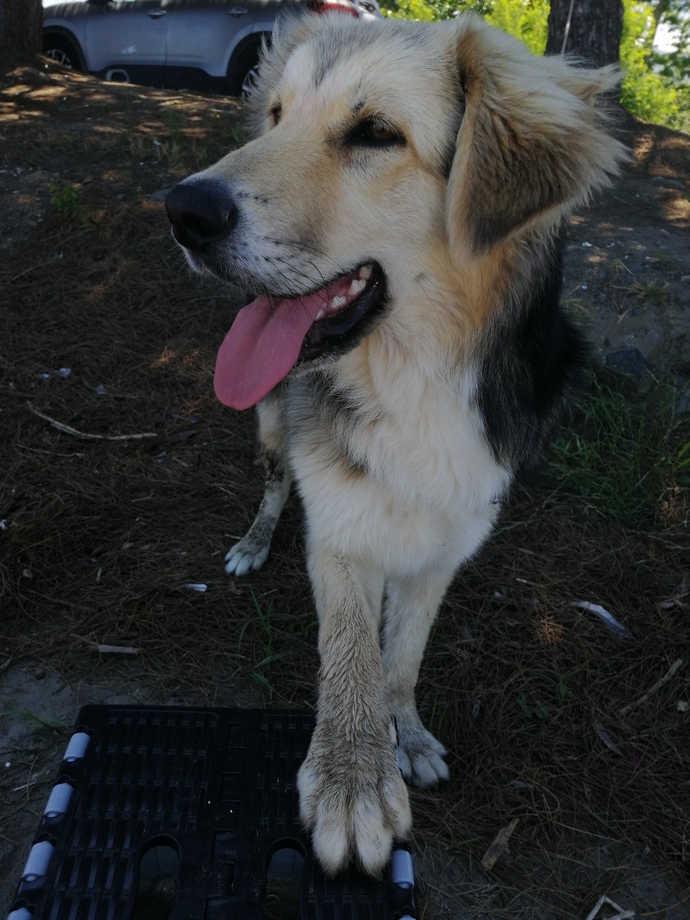 Bu köpek safkan alman kurdu mu kırma mı?