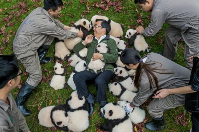 Panda bakıcısı olur musunuz yılda 32 bin dolar maaşı varmış :) ?
