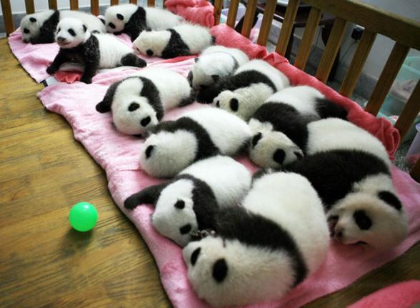 Panda bakıcısı olur musunuz yılda 32 bin dolar maaşı varmış :) ?