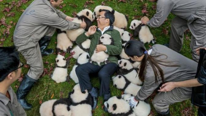 Panda bakıcısı  olur musunuz yılda 32 bin dolar maaşı varmış :) ?