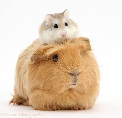Hamster alacağım ama çok büyür mü?