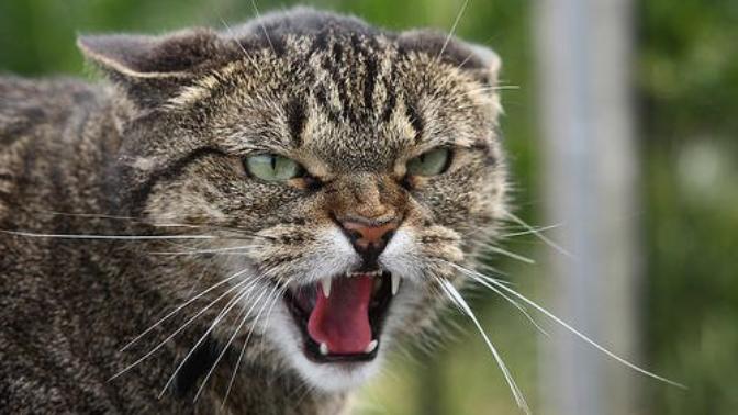 Kedi öldürmek zorunda kalsam çok günaha girmiş miyimdir?
