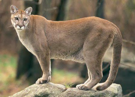 Sizce Vaşak mı yener yoksa Puma mı?