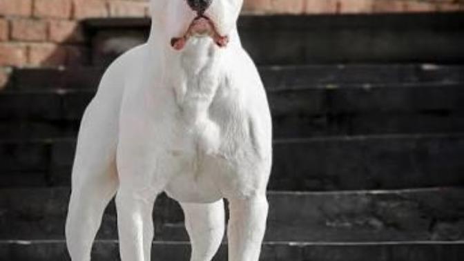 Sizce Dogo Arjantin mi yener yoksa Sivas Kangalı mı?