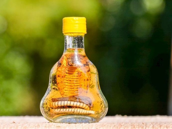 Yılan Yağı Nedir? Sahte Olup Olmadığını Nasıl Anlarım?