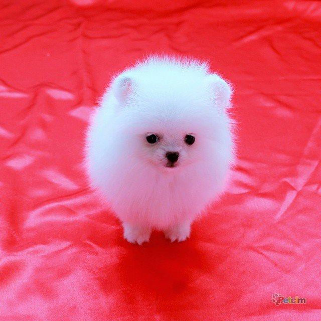 Köpek dövüşü tahminleri alalım?
