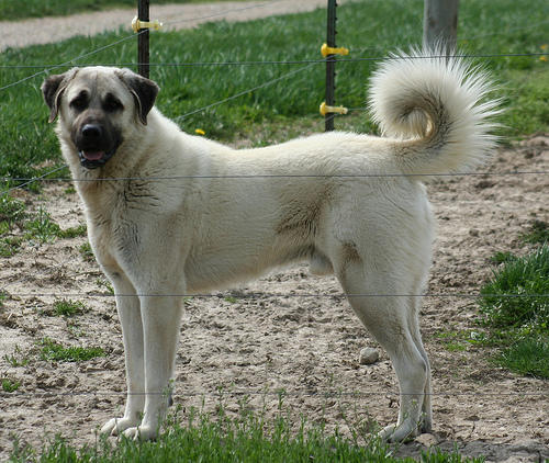 Sizce Perro de Presa Canario mu yener yoksa Sivas Kangalı mı?