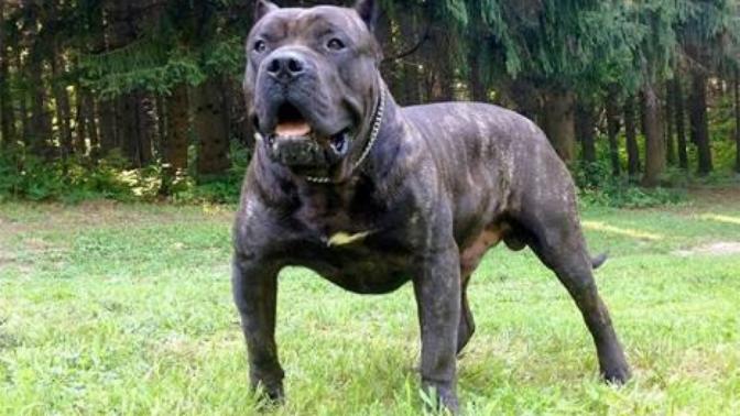 Sizce Perro de Presa Canario mu yener yoksa Sivas Kangalı mı?