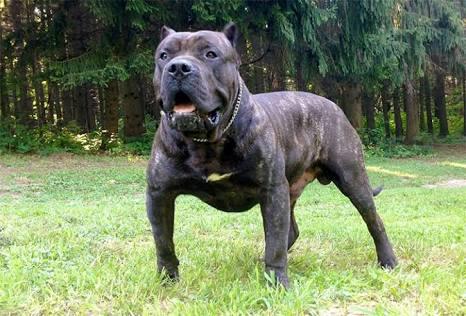 Sizce Dogo Arjantin mi yener yoksa Perro de Presa Canario mu?