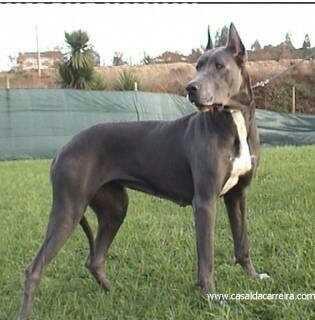 Sizce Dogo Arjantin mi yener yoksa Perro de Presa Canario mu?
