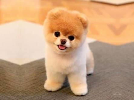 Pomerian Boo besleyen var mı ?