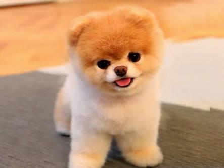 Pomerian Boo besleyen var mı?