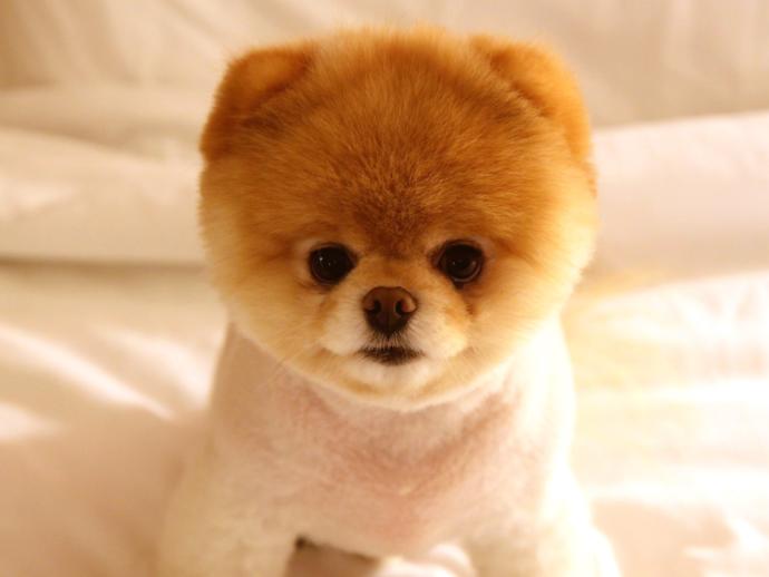 Pomerian Boo besleyen var mı?