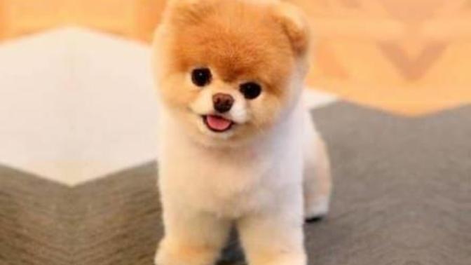 Pomerian Boo besleyen var mı?