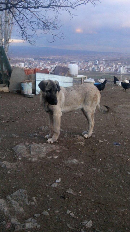 Sizce bu kangal karabaş kırmamı?