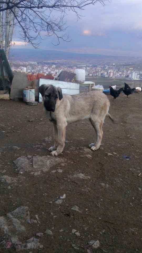 Sizce bu kangal karabaş kırmamı?