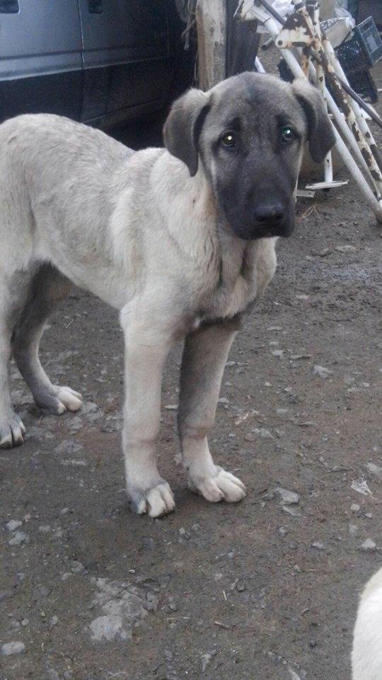 Sizce bu kangal karabaş kırmamı?