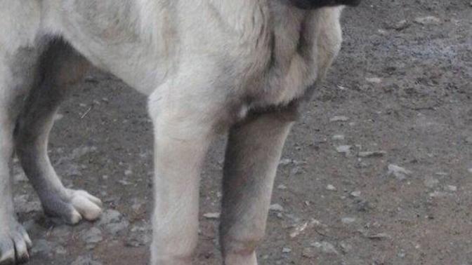 Sizce bu kangal karabaş kırmamı?