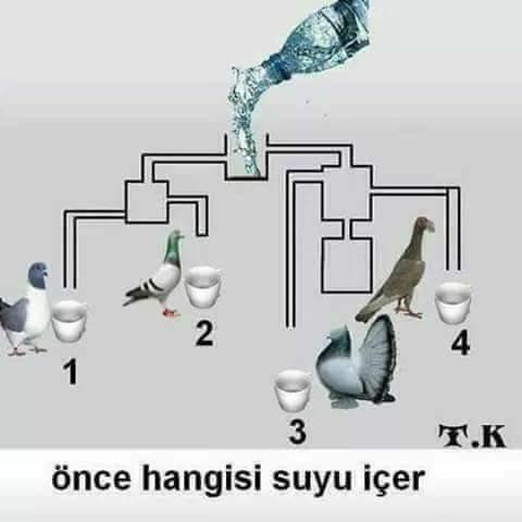 Önce hangisi suyu içer ?