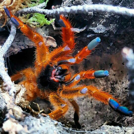 Tarantula örümcek merakı olanlar? Besleyenler??