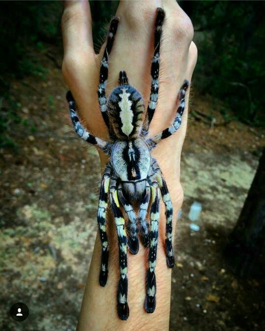 Tarantula örümcek merakı olanlar? Besleyenler??