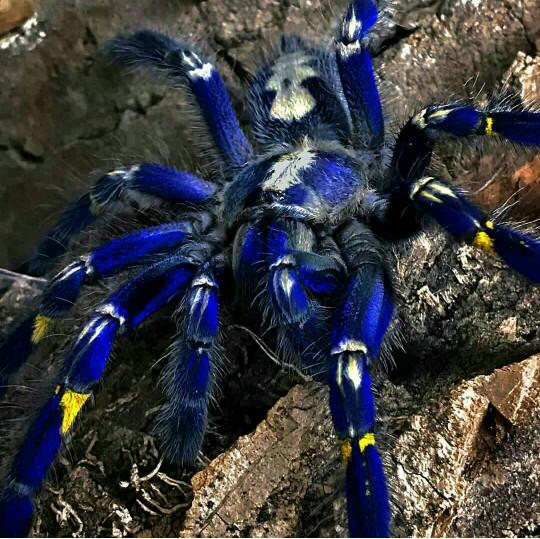 Tarantula örümcek merakı olanlar? Besleyenler??