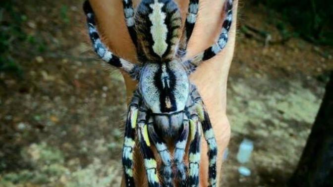Tarantula örümcek merakı olanlar? Besleyenler?