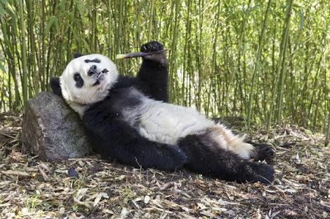 Panda beslemek istiyorum. Nereden bulabilirim?