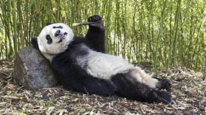 Panda beslemek istiyorum. Nereden bulabilirim?
